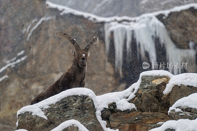 意大利valsavarenche Val D 'aosta，高山野山羊在冬季下雪环境中的大雄性